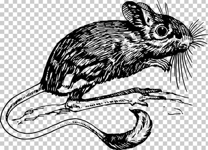 Dormouse Drawing PNG, Clipart, Artwork, Beaver, Black And White, Carnivoran, Dormouse Free PNG Download