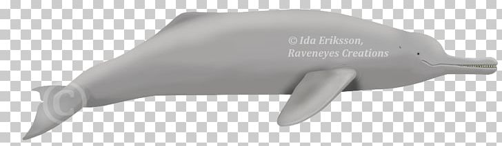 Marine Mammal PNG, Clipart, Hardware, Mammal, Marine Mammal Free PNG Download