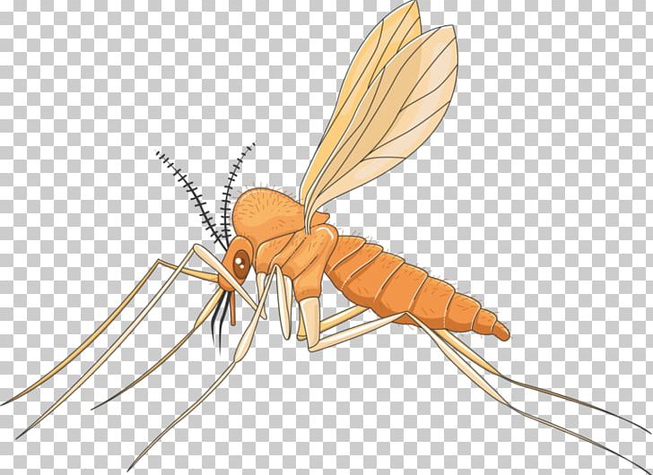 Mosquito Insect Pollinator PNG, Clipart, Arthropod, Bacteriophage, Fly, Insect, Insects Free PNG Download
