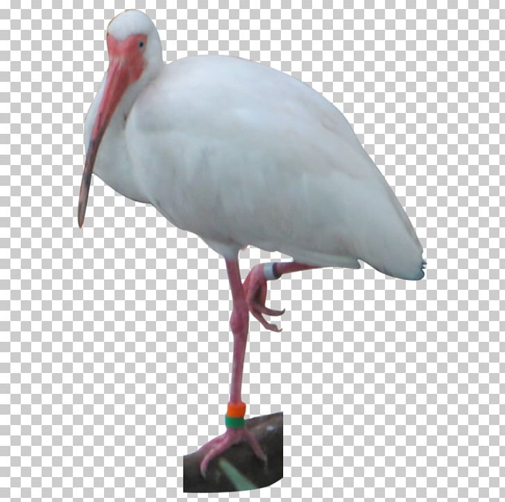 White Stork Bird Pelican Crane Ibis PNG, Clipart, Animal, Animals, Balance, Beak, Bird Free PNG Download