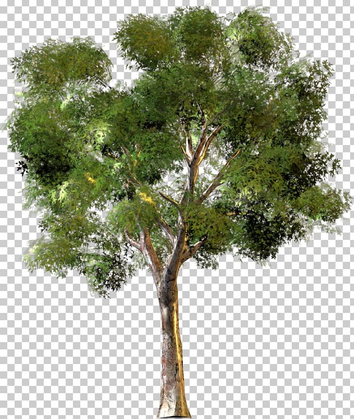 0 Tree New York City Housing Authority Forest PNG, Clipart, 30328, Arbre, Branch, Camphor Tree, Forest Free PNG Download