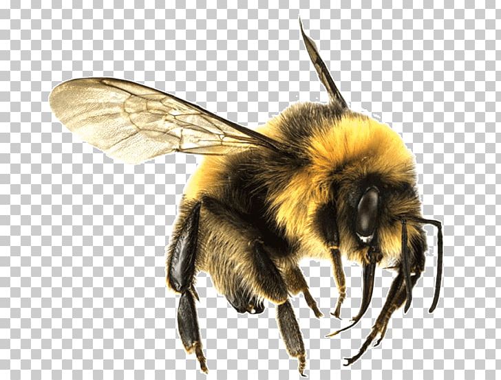 Bee Large PNG, Clipart, Animals, Bees, Insects Free PNG Download