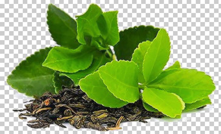 Green Tea Matcha Masala Chai Tea Plant PNG, Clipart, Antioxidant, Camellia, Catechin, Drink, Epigallocatechin Gallate Free PNG Download
