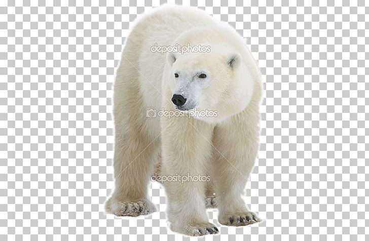 Polar Bear PNG, Clipart, Animals, Bear, Bears, Can Stock Photo, Carnivoran Free PNG Download