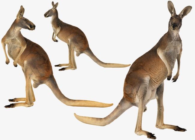 Australian Kangaroo PNG, Clipart, Animal, Animal Themes, Animal Wildlife, Australian, Australian Clipart Free PNG Download