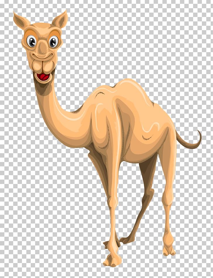 Camel PNG, Clipart, Camel Free PNG Download