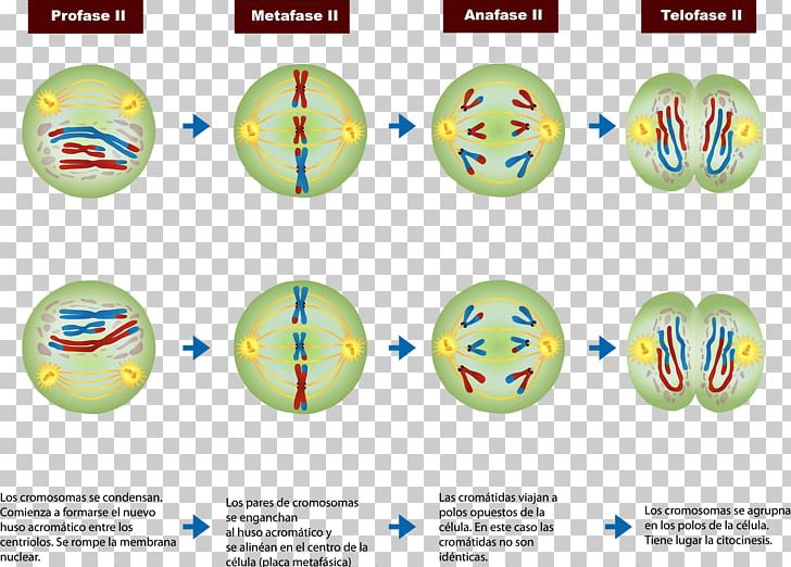 Meiosis Prophase Mitosis Cell Division Chromosome PNG, Clipart ...