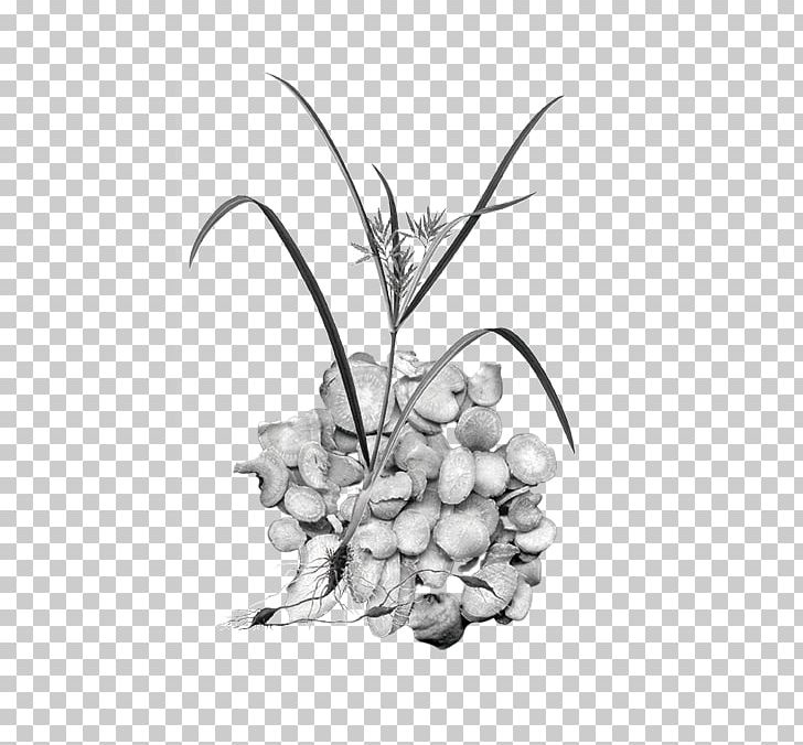 Black And White Chinese Herbology Photography PNG, Clipart, Branch, Chinese, Flower, Food, Fruit Free PNG Download