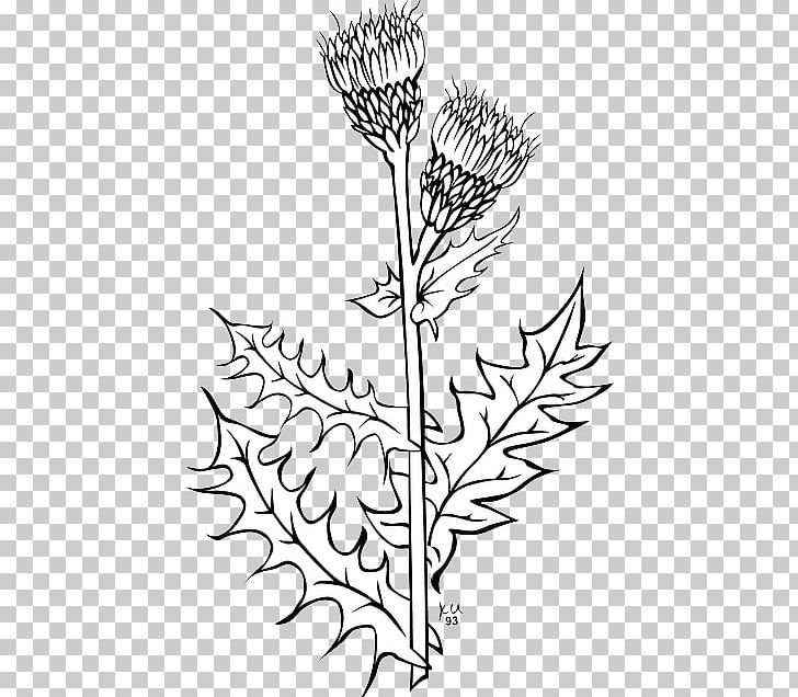 Creeping Thistle Spear Thistle Drawing PNG, Clipart, Artwork, Black And White, Branch, Cirsium, Common Dandelion Free PNG Download