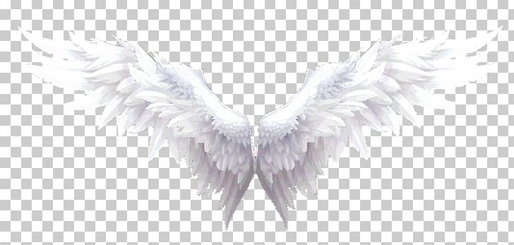 Fur White Neck Angel M PNG, Clipart, Angel, Angel M, Black And White, Feather, Fur Free PNG Download