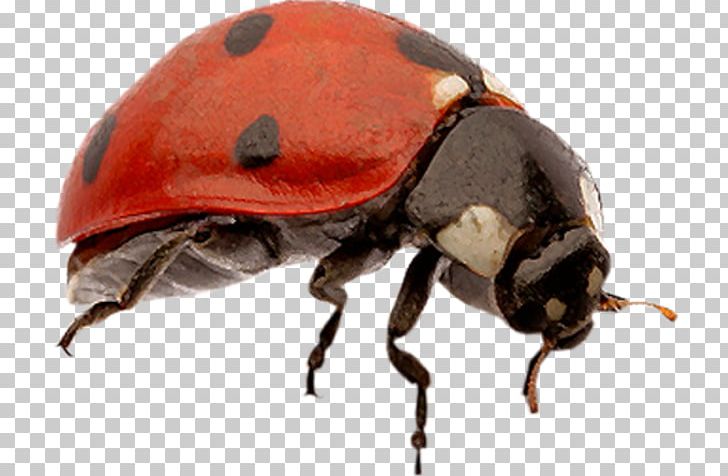 Insect Coccinella Septempunctata PNG, Clipart, Animal, Arthropod, Beetle, Bug, Cartoon Free PNG Download