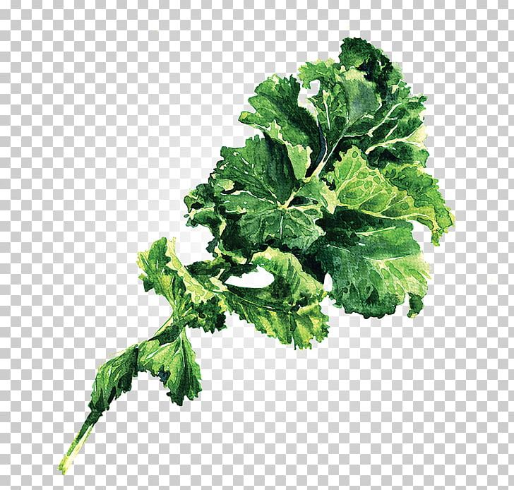 Lacinato Kale Leaf Vegetable Stock Photography PNG, Clipart, Cabbage, Collard Greens, Drawing, Food, Herb Free PNG Download
