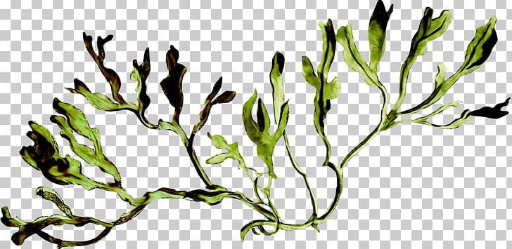 Algae Flora Растительный мир России Plant PNG, Clipart, 26 May, 2016, Algae, Animal, Aquarium Decor Free PNG Download