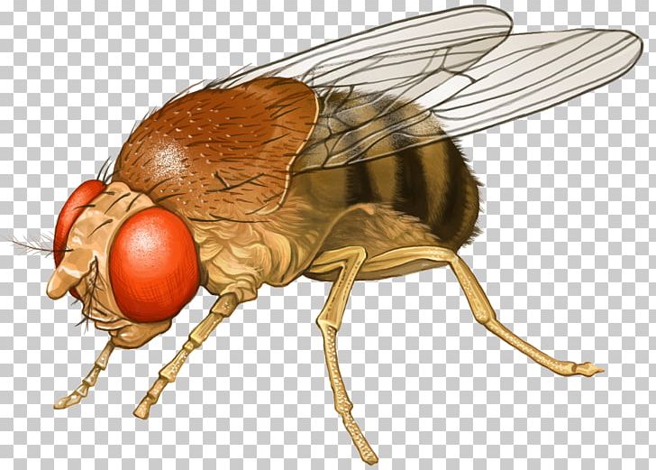 Fly Insect Icon PNG, Clipart, Animal, Animals, Arthropod, Decoration, Drawing Free PNG Download
