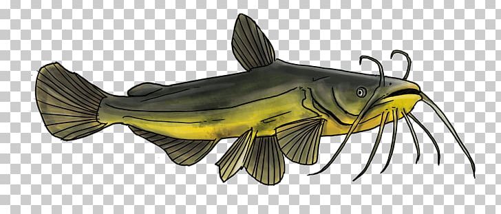 Goldfish Catfish Fishing Freshwater Fish PNG, Clipart, Actinopterygii, Animal Figure, Animals, Black, Bony Fish Free PNG Download