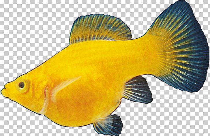 Ornamental Fish Portable Network Graphics Aquarium JPEG PNG, Clipart, Animals, Aquarium, Coral Reef Fish, Coreldraw, Download Free PNG Download