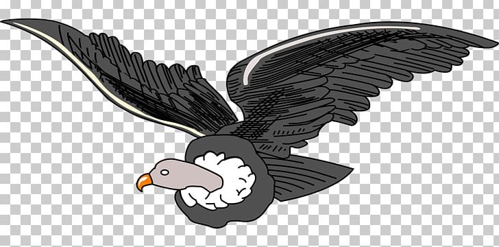 Andean Condor Andes PNG, Clipart, Accipitriformes, Andean Condor, Andes, Animals, Beak Free PNG Download