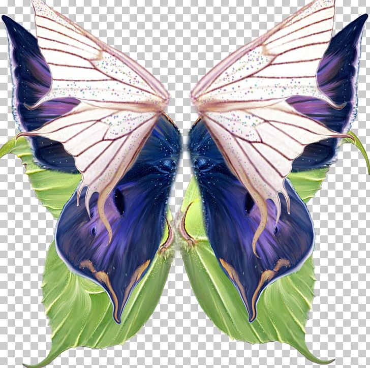 Butterfly Gratis PNG, Clipart, Brush Footed Butterfly, Butterflies, Butterflies And Moths, Butterfly Group, Butterfly Wings Free PNG Download