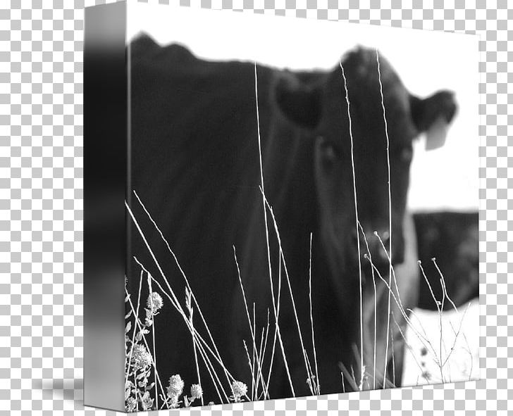 Calf Dairy Cattle Gallery Wrap PNG, Clipart, Art, Beef, Beef Cury, Black, Black And White Free PNG Download