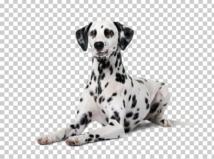 Dalmatian Dog Puppy Boston Terrier Police Dog PNG, Clipart, Animal, Animals, Bamboo Rice, Boston Terrier, Carnivoran Free PNG Download