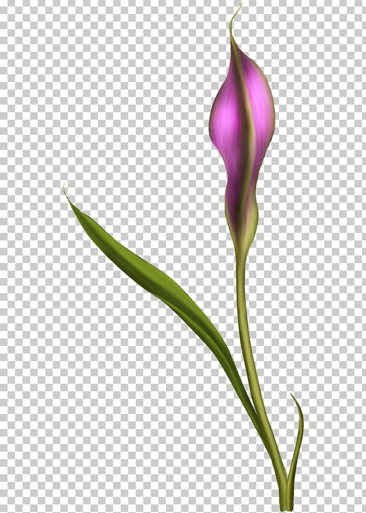 English Lavender Flower Tulip Petal Plant Stem PNG, Clipart, Biscuits, Bud, Calla, English Lavender, Flavor Free PNG Download