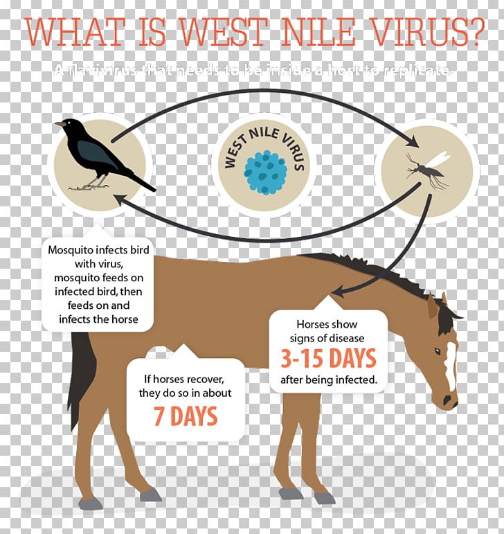 Horse West Nile Fever Vaccine Disease Virus PNG, Clipart, Animals, Brand, Communication, Diagram, Disease Free PNG Download
