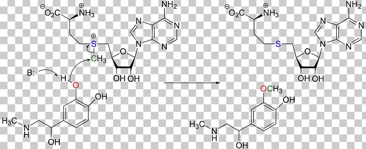 Methyltransferase Chemical Reaction Methylation Reaction Mechanism Amine PNG, Clipart, Amine, Amino Acid, Angle, Area, Chemical Reaction Free PNG Download