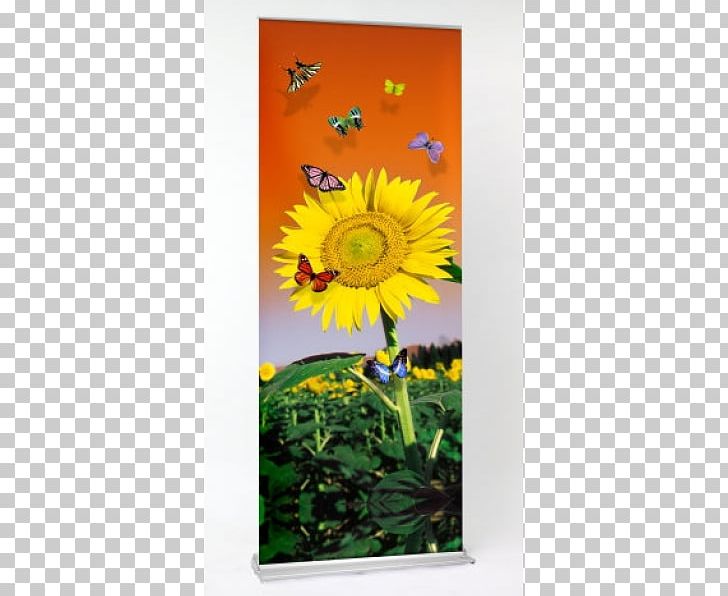 Printing Web Banner Advertising PNG, Clipart, Advertising, Banner, Daisy Family, Digital Printing, Display Free PNG Download