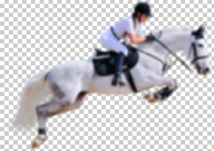 Stallion English Riding Horse Jumping Rein PNG, Clipart, Bit, Bridle, Collection, Dressage, English Riding Free PNG Download