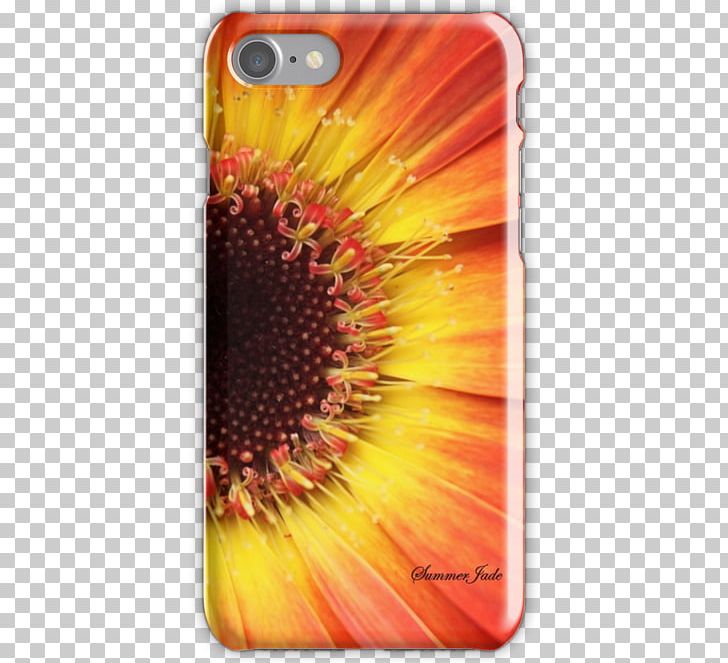 Common Sunflower Transvaal Daisy Mobile Phone Accessories Mobile Phones IPhone PNG, Clipart, Common Sunflower, Daisy Family, Flower, Flowering Plant, Gerbera Free PNG Download