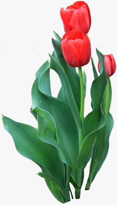 Tulip PNG, Clipart, Bunch, Flower, Real, Tulip, Tulip Clipart Free PNG Download