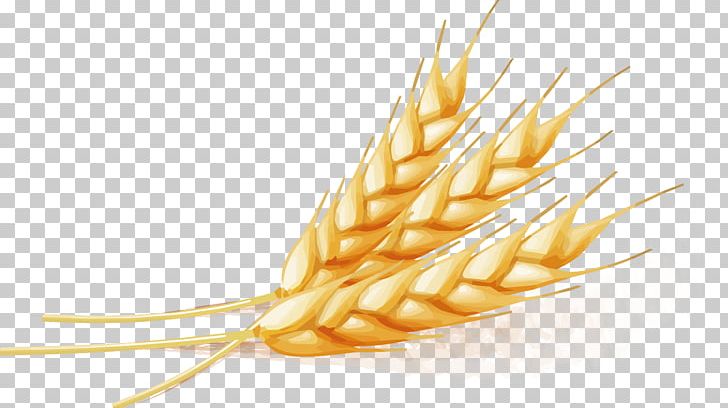 Wheat PNG, Clipart, Bumper, Cartoon Wheat, Cereal, Cereal Germ, Commodity  Free PNG Download