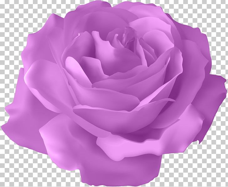 Blue Rose Flower PNG, Clipart, Blue Rose, Centifolia Roses, Clip Art, Clipart, Color Free PNG Download
