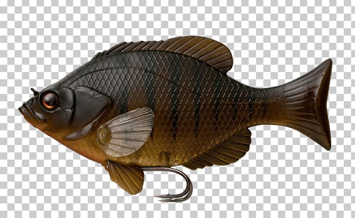 Carp Swimbait Fin Fishing PNG, Clipart, Animals, Arrow, Bait, Bass, Bluegill Free PNG Download