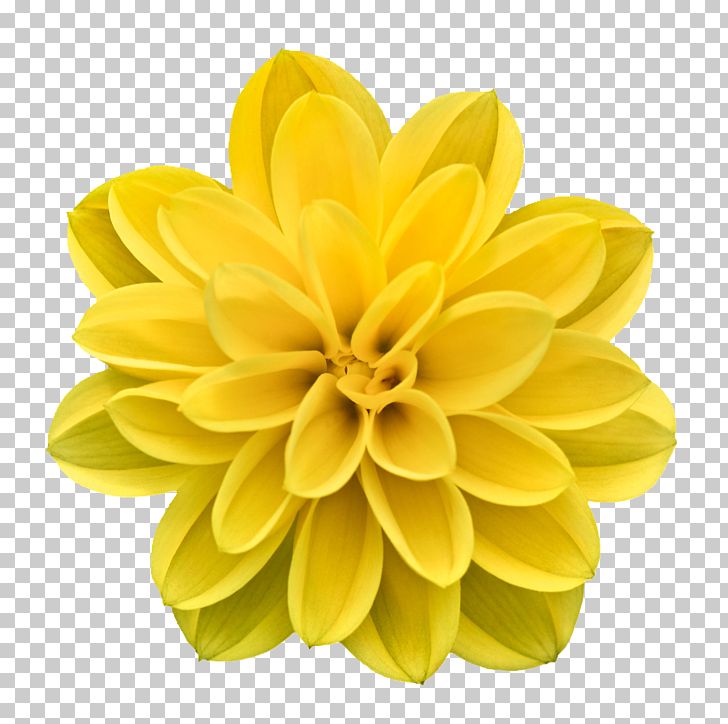 Flower Stock.xchng PNG, Clipart, Abstract, Abstract Flowers Pictures, Abstract Lines, Dahlia, Daisy Family Free PNG Download