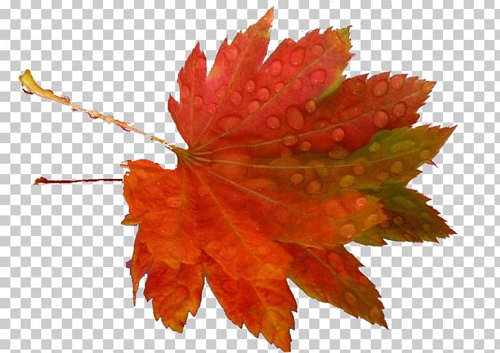 Leaf PNG, Clipart, Autumn, Autumn Leaves, Desktop Wallpaper, Digital Image, Email Free PNG Download