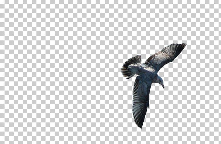 Bird Feather Owl Gulls Beak PNG, Clipart, Animal, Animals, Beak, Bird, Bird Flight Free PNG Download
