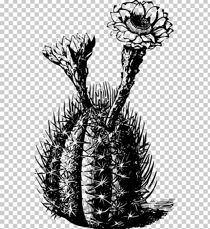 Cactaceae T-shirt Saguaro Thorns PNG, Clipart, Black And White, Cactaceae, Cactus, Clothing, Color Free PNG Download