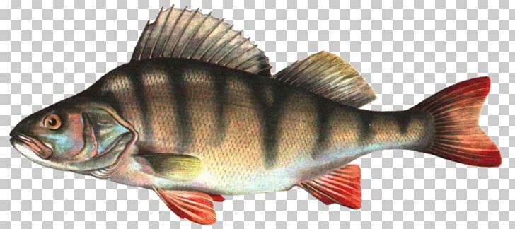 European Perch Fish PNG, Clipart, Angling, Animal Figure, Bass Fishing, Bony Fish, Common Rudd Free PNG Download