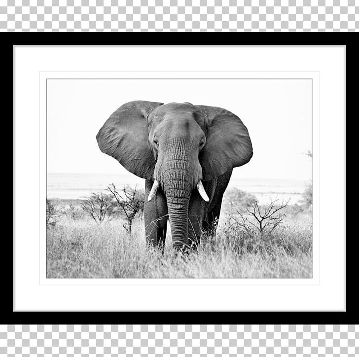 African Elephant Black And White Indian Elephant Photography PNG, Clipart, African, African Animals, African Elephant, Animals, Art Free PNG Download