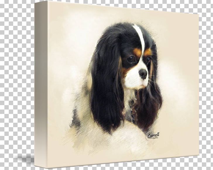 Cavalier King Charles Spaniel Dog Breed Companion Dog PNG, Clipart, Breed, Breed Group Dog, Carnivoran, Cavalier King Charles, Cavalier King Charles Spaniel Free PNG Download