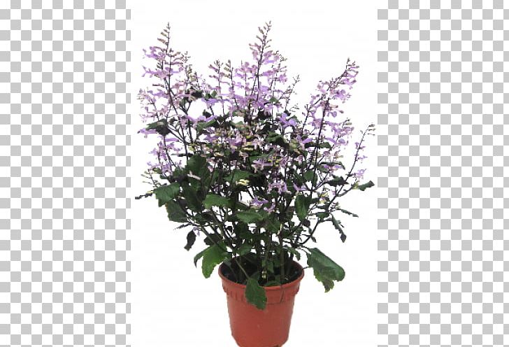 Flowerpot Houseplant Shrub Flowering Plant PNG, Clipart, Flower, Flowering Plant, Flowerpot, Herb, Houseplant Free PNG Download