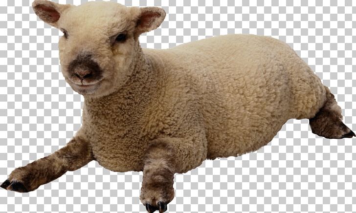 Sheep PNG, Clipart, Animals, Awesome, Cachorro, Catstagram, Computer Graphics Free PNG Download