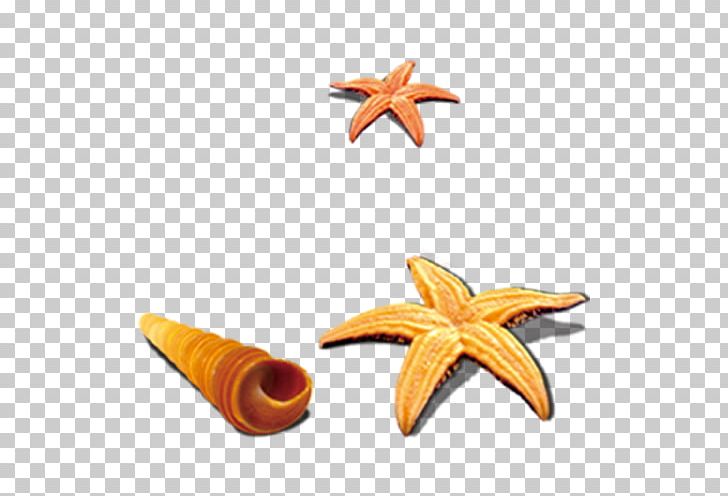 Starfish Seashell Sea Snail PNG, Clipart, Animals, Application Software, Beach, Beautiful Starfish, Cartoon Starfish Free PNG Download