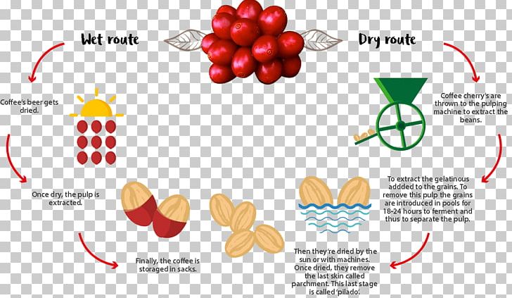 Coffee Production Coffea Specialty Coffee Seed PNG, Clipart, Auglis, Brand, Brewed Coffee, Cherry, Coffea Free PNG Download
