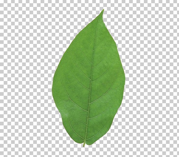 Leaf PNG, Clipart, Autumn Leaves, Banana Leaves, Fall Leaves, Green, Green Leaves Free PNG Download