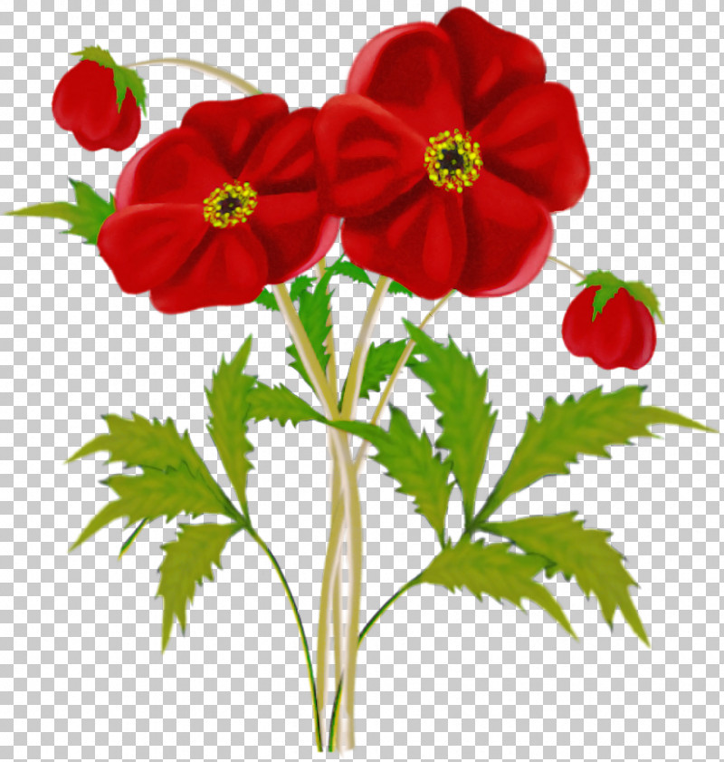 Flower Plant Petal Red Coquelicot PNG, Clipart, Anemone, Cinquefoil, Coquelicot, Flower, Petal Free PNG Download