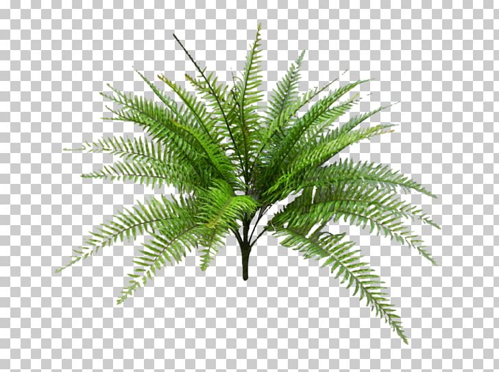 Babassu Palm Trees Oil Palms Plants Artificial Flower PNG, Clipart, Arecales, Attalea Speciosa, Babassu Palm, Burknar, Date Palm Free PNG Download