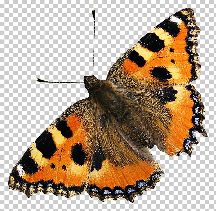 Butterfly Light PNG, Clipart, Arthropod, Brush Footed Butterfly, Butterflies And Moths, Butterfly, House Free PNG Download