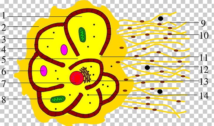 Athalamea Cell Monothalamea Rotaliida PNG, Clipart, Amoeba, Area, Art, Cell, Circle Free PNG Download
